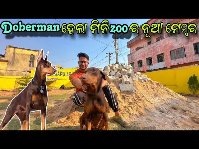 Doberman ହେଲା ମିନି ZOO ର ନୂଆ ମେମ୍ବର || Labrador Dog ||Pitbul Dog || Pet Lover || animal Lover ||