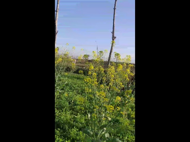 Beautiful View of Mustard Farms