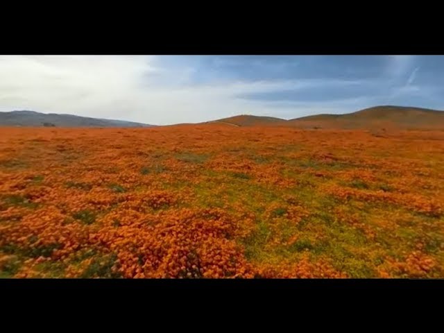 PoppiesSuperbloom2019