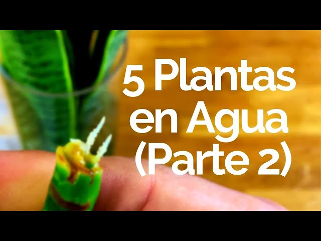 5 Plantas De Interior Que Crecen En AGUA (Parte 2) /  PLANTAS DE INTERIOR Y LENGUA DE SUEGRA