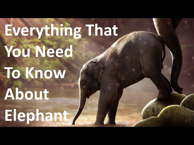 Everything That You Need To Know About Elephants | Life of Elephants | Wildlife Documentary