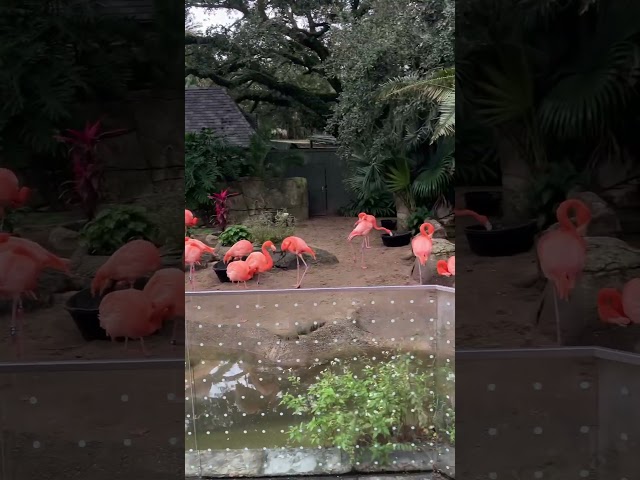 I'm OBSESSED with Flamingos and Here's Why!