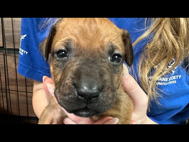 Catching up with Janet Jackson and her puppies rescued from suspected dogfighting!