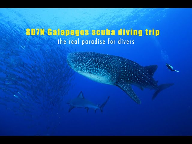 8D7N Galapagos live-aboard diving trip