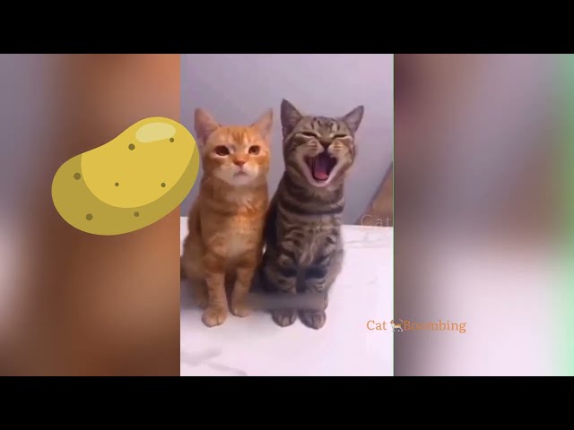 Funniest Animals Video 2022 😂 Funny Cats Videos 🐱 1