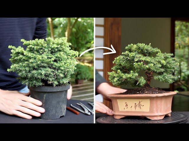 How to make a Bonsai tree