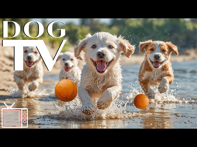 Dog TV: Anti-Anxiety Music for Dogs 🎵 Relaxation Videos for Dogs to Watch - Entertainment for Dogs