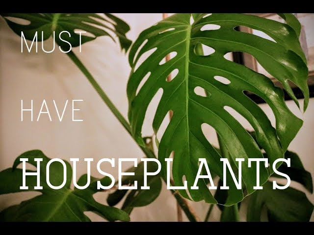 Checking out the Houseplants: My Must Haves