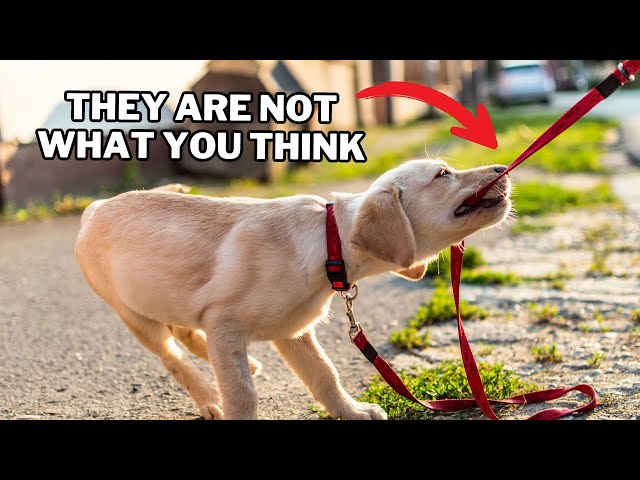 9 Things you MUST KNOW Before Getting a Labrador!