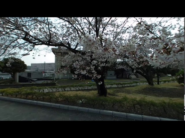 VR Cherry Blossoms in Yokosuka, Japan