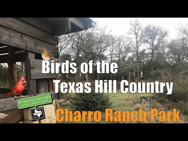 Bird Watching - Texas Hill Country - 360 VR video