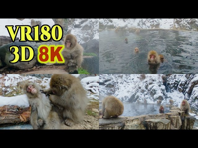 [ 8K 3D VR180 ] 温泉に入浴する日本猿　地獄谷野猿公苑 Snow Monkey Park in Jigokudani Hot Spring,Nagano, Japan