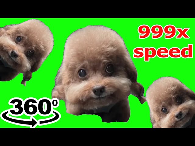 Chinese Dog Rapping Meme 999x speed 360º