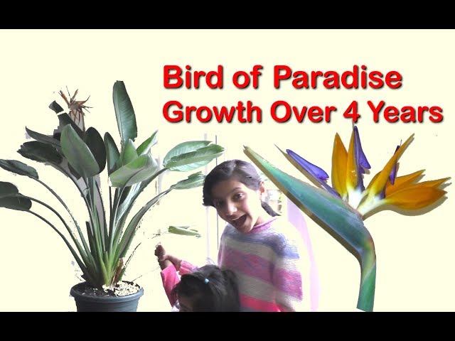 How to Grow Bird of Paradise Strelitzia Plants, Pruning and Flower Growing Guide Over 4 Years UK