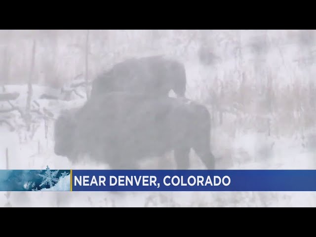 Bison Enjoy 1st Snow Storm In Colorado