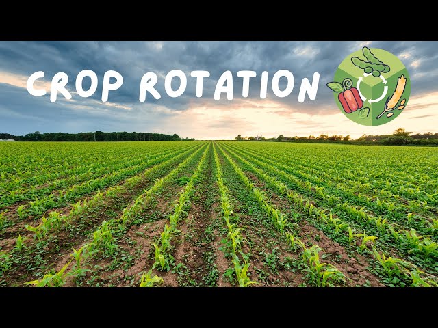 Crop Rotation and Its Environmental Benefits: A Sustainable Farming Practice! (2 Minutes)