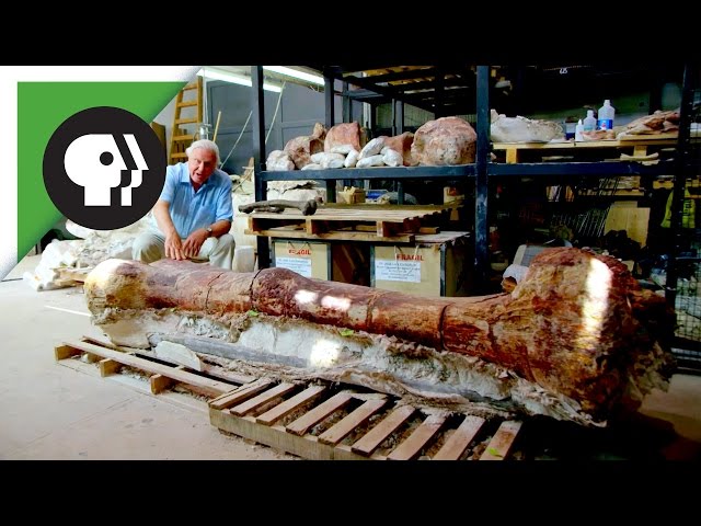 Did This Thighbone Belong to the World's Largest Dinosaur?