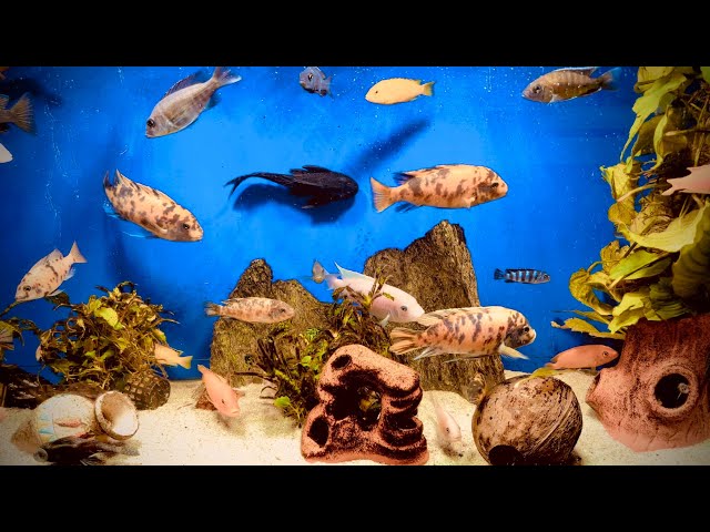 African Cichlid Tank, Freshwater Fish, Planted Aquarium Aquascape, Relaxing Sounds, Meditation Music