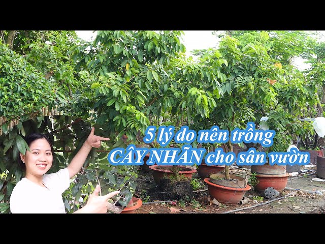 5 LÝ DO NÊN TRỒNG CÂY NHÃN CHO SÂN VƯỜN