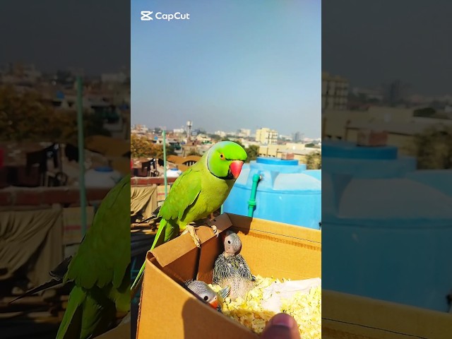 Talking parrot video😱 #viral #shorts #trending #talkingparrot #viralvideos #shortvideos #ytshorts