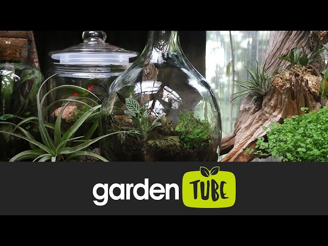 Plant Your Own Terrarium Bottle