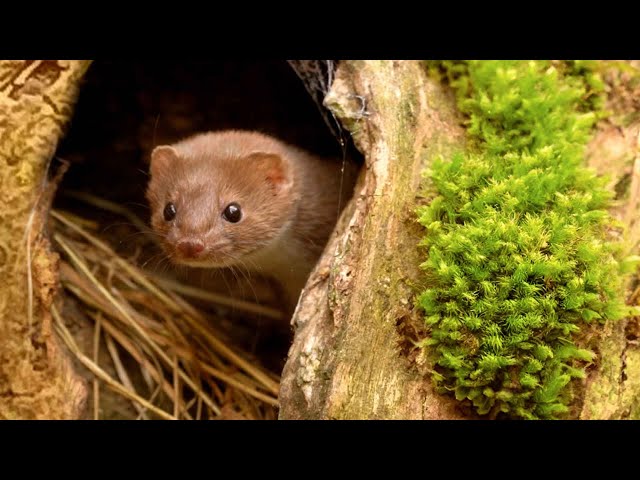 Weasel Can't Wait to Play In Moss | Discover Wildlife | Robert E Fuller