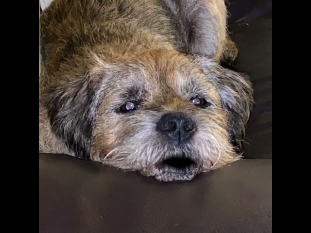 Good night everyone 😴 #borderterrier #talkingdog #laugh #smile #goodnight