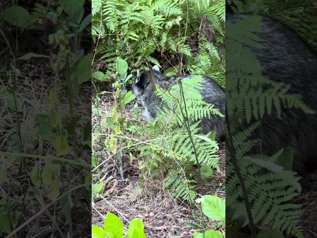 Trash Panda digging for grub 🦝 | The Great PNW