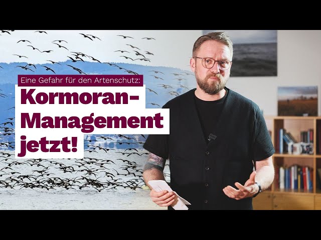 Effektiver Artenschutz heißt Kormoran-Management jetzt!