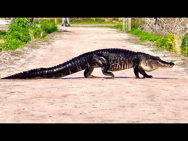 A female Alligator’s Love Story – A Journey from Lake to Lake.