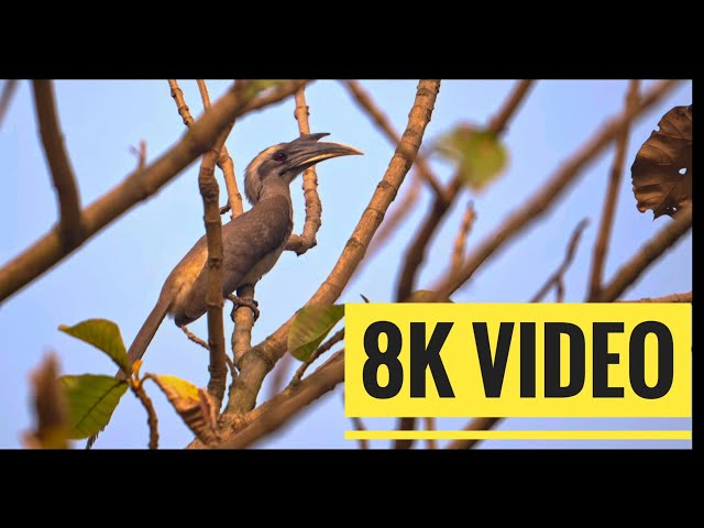 Nikon Z8 Handheld 8k Video with 180-600mm lens| Hornbill | Indian Birds | Indian Wildlife