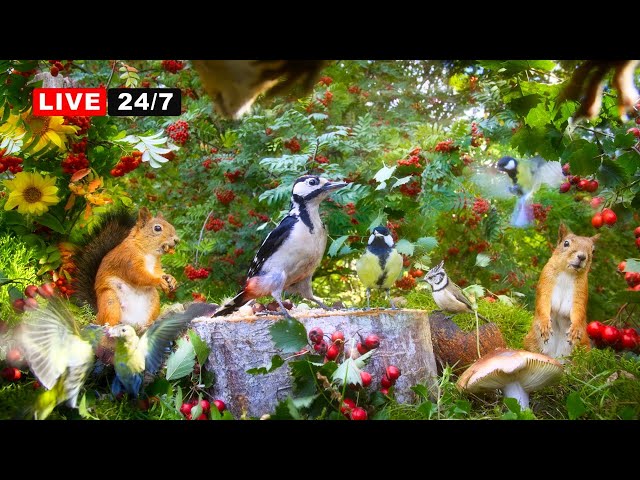 🔴24/7 LIVE CAT TV NO ADS😺 Cute Birds and Red Squirrels and Beautiful Nature Sounds