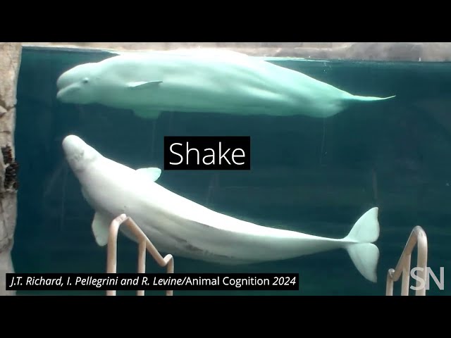 Beluga whales shake their melons | Science News