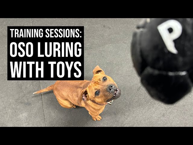 Training Sessions: Raw session Oso luring with toys!!