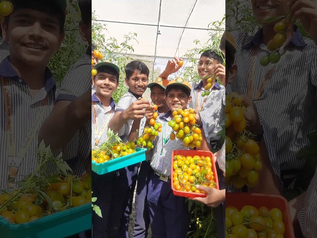 Students are beaming with pride as they showcase their rich harvest! 😍🍅