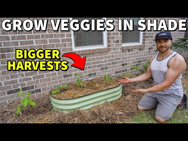 How To Grow Vegetables In Shade For BIGGER HARVESTS!