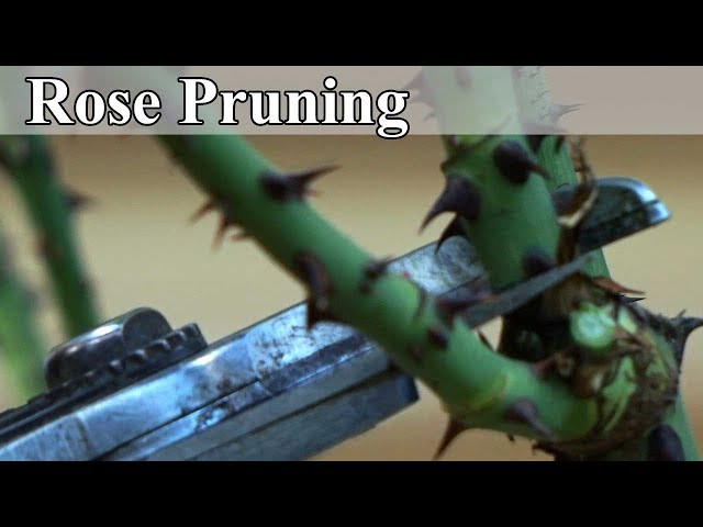 Rose Pruning