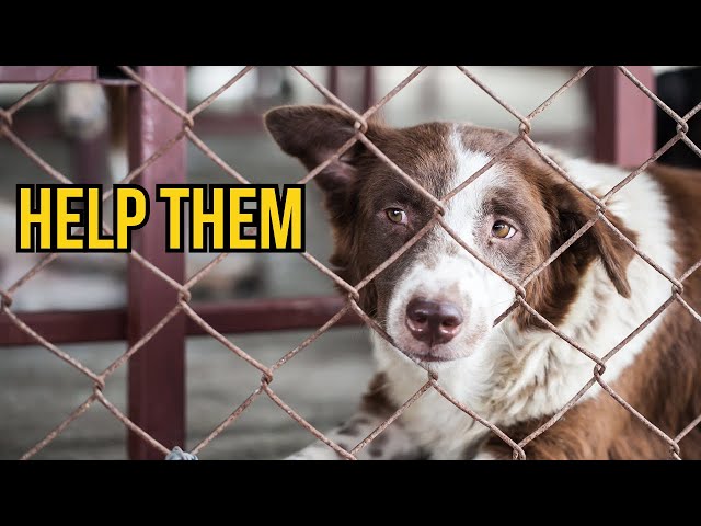 Adopt Don't Shop is BULL**** | The Akita Life