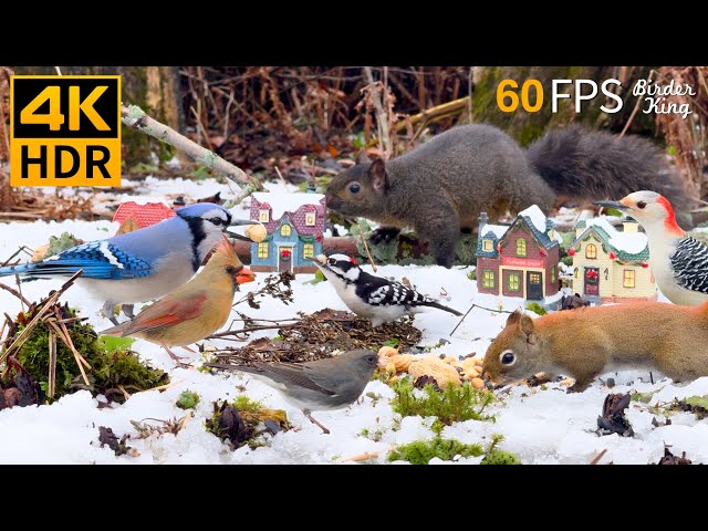 Winter Cat TV 😺 Cheerful Birds and Squirrels in the Snow 🐿 Cat Games 4K HDR 60FPS