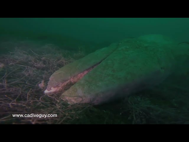 A Dive Into the Depths: Exploring La Jolla Shores & the Fallen Baby Whale