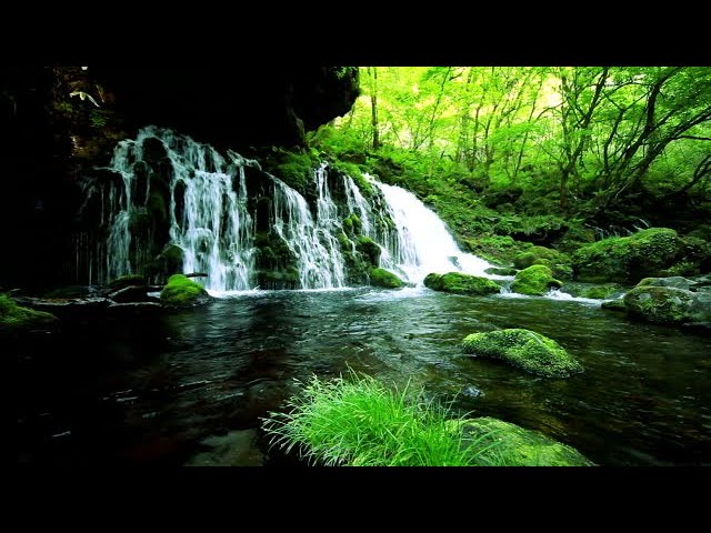 Waterfall  Jungle Sounds   Relaxing Tropical Rainforest Nature Sound  Singing Birds Ambience