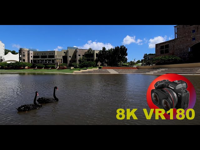 8K VR180 BLACK SWAN...symbol of Western Australia & unique to Australia 3D (Travel/Lego/ASMR/Music)