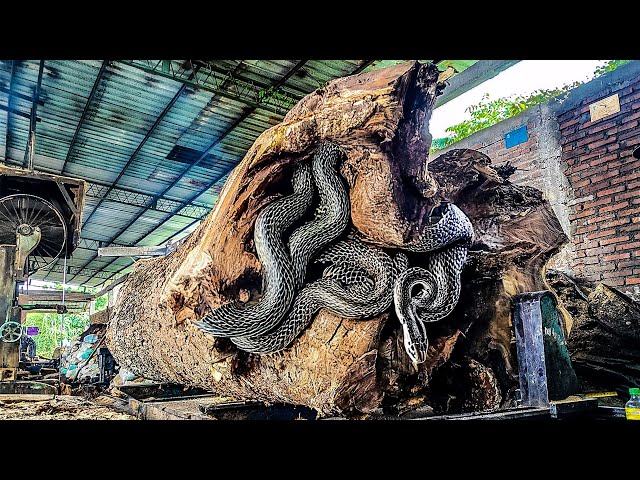 Incredible Sawmill Machines Cutting Massive Trembesi Logs! ⚙️