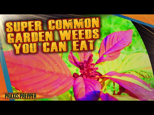 Common Garden Weeds that are Great Food!