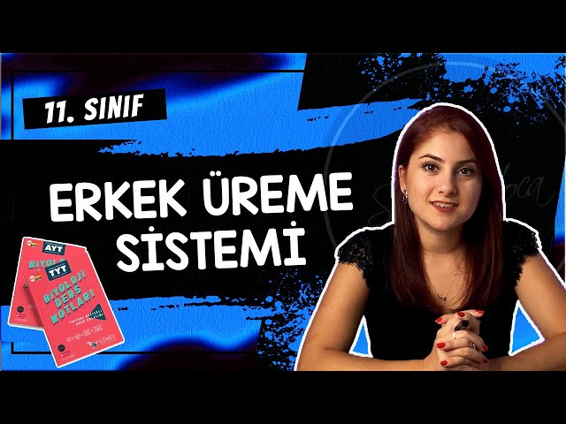 31) ERKEK ÜREME SİSTEMİ | 11. SINIF | AYT BİYOLOJİ DERS NOTLARI 2024