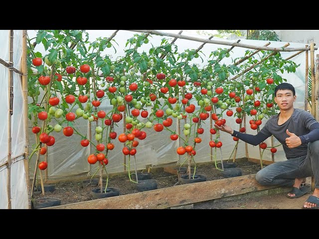 No need to buy tomatoes anymore. I discovered the secret to growing tomatoes all year round