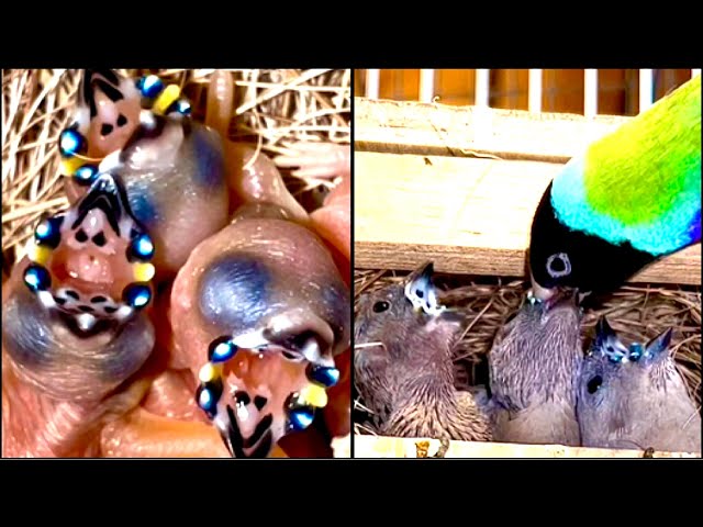 TOP VIDEOS: Gouldian Finch Chicks | This is NOT FAKE | Aviary Birds