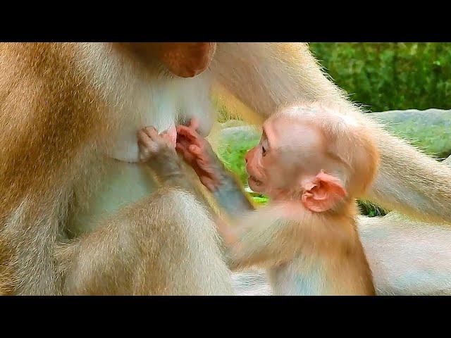 Adorable Baby Monkey Begs Mommy for Milk – So Hungry and Cute @Primates