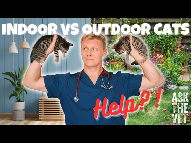 Should I have an indoor or outdoor cat? | ASK THE VET with Dr Scott Miller