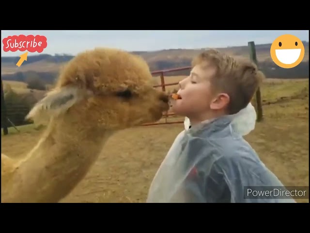 Kid and animal funny